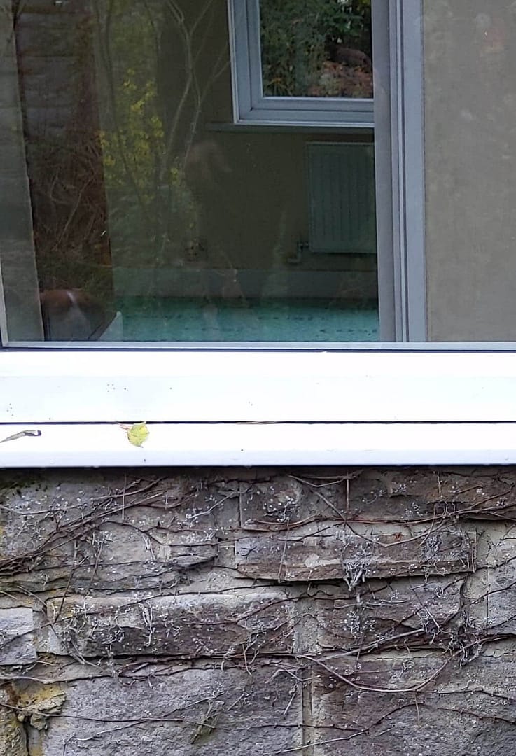 Northumbrian Windows